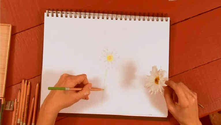 Как нарисовать ромашки с цветными карандашами