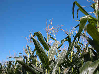 Как определить арендные ставки наличными для сельскохозяйственной Земли в Огайо