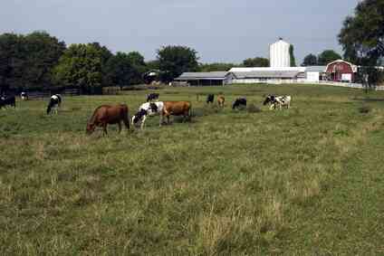 Договор На Управление Фермой