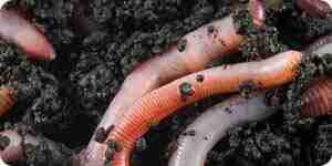 Выращиванию дождевых червей: дождевой червь информации и сельское хозяйство