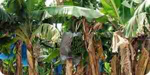 банановой плантации