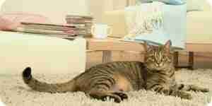 Дом кота квартир и домов: планы с размещением мебели