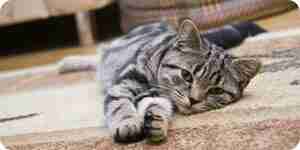 Чистка кошки рвоту с ковров: чистка ковров советы