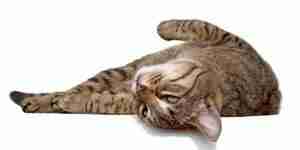 Выявление и лечение симптомы здоровье кошки кошек лимфома