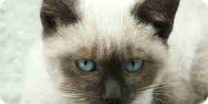 кошка с голубыми глазами