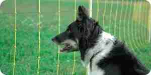 Установить невидимый электрический забор для собак