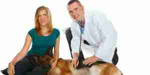 Признаки и симптомы диабетической собаки