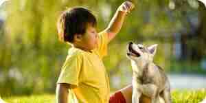 Социализация щенка: собака поведение обучение советы