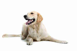 Симптомы и лечение болезни лайма у собак