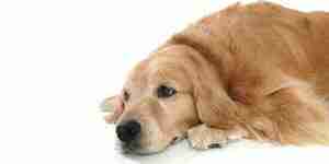 Лечить собак недержание мочи: гормональный дисбаланс и слабость мочевого пузыря
