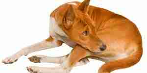 Лечение собачьего артрита: собаки, вопросы здоровья и вопросы