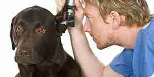 Лечение собак отиты: собака здравоохранения уха