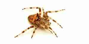 Убивать пауков: паук-контроль вредителей